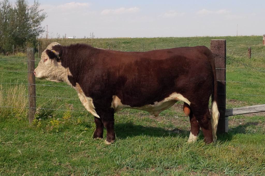 ATB 43A 2015