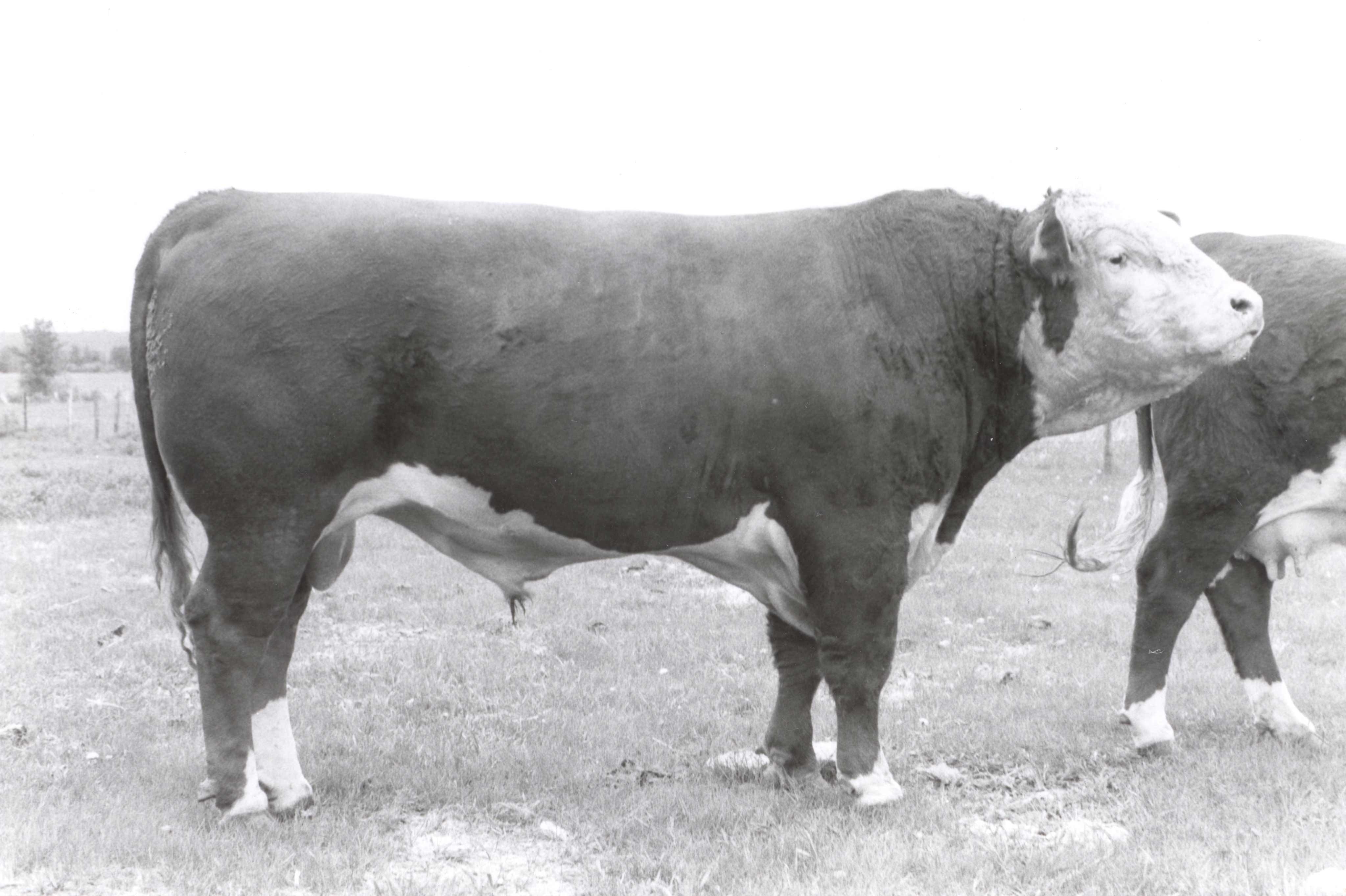 CHSF-Brigadier-Lad-7R