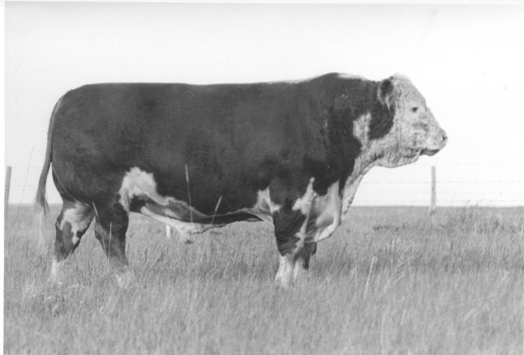 Del Rancho Lighter 8V