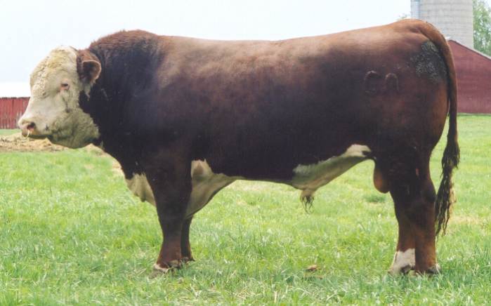 GHC Premier 2K 2002