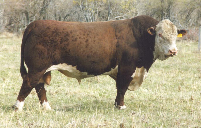 Image 1 in CHSF COMMANDO  6D